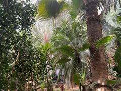 -呀路古热带植物园