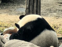 -大连森林动物园