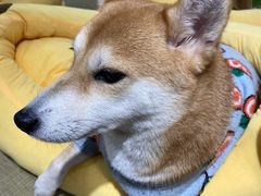 -逗柴咖啡屋·狗咖猫咖宠物桌游