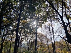-朱雀国家森林公园