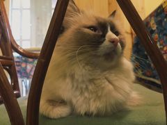 -猫色咖啡·猫咖