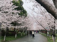 -高东镇樱花园