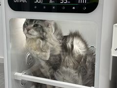-爱洗澡的猫(望京店)
