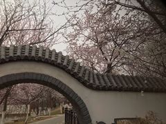 -桃花堤公园