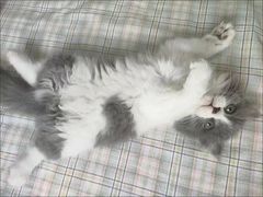 -喵汪萌宠屋旗舰店.洗澡美容.猫狗基地