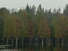 -白鹭湾湿地公园