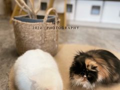 -More Fun猫咖 二十只万元加菲主题