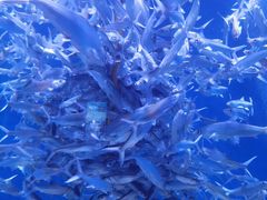 -成都浩海立方海洋公园