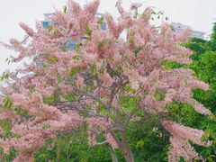 -深圳国际园林花卉博览园