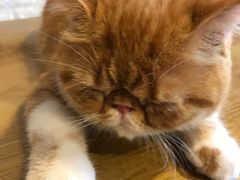 -平行世界·猫咖(首经贸店)