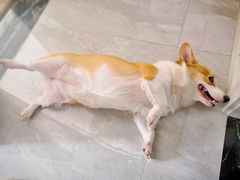 -古乐牛香·鲜牛肉牛杂火锅(梅村五洲国际店)