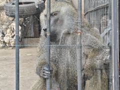 -保定市动物园