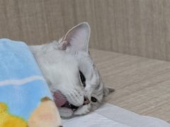 -北京观赏动物医院·24小时大型综合·猫专科·异宠专科