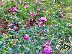 -人民公园(罗湖区)