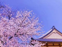 -醍醐寺