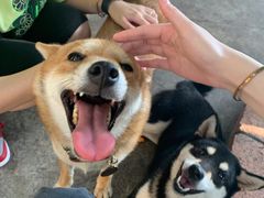 -柴犬高等学院·狗咖·柴犬售卖·宠物训练