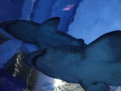 -暹罗海洋世界