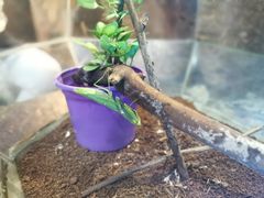 -上海大自然野生昆虫馆(东方明珠·爬宠昆虫探索中心)