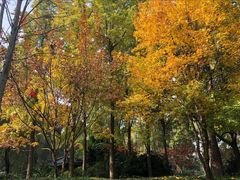 -三圣花乡旅游区