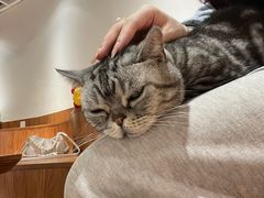 -有猫主题·治愈系猫咖(曾厝垵店)