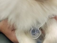 -顺强宠物诊所·狂犬免疫·夜诊·骨科(嘉定店)
