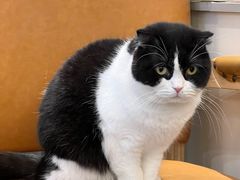 -猫小院猫主题餐厅(南锣旗舰店)