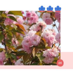 -麦粒鸟亲子游