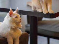 -房东的猫宠物生活馆