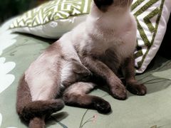 -藏猫猫咖啡主题馆(中央大道店)