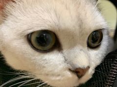 -艾贝尔宠物医院·24H转诊中心·肿瘤猫专科(江宁双龙店)