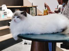 -瞄一喵猫咖(格力海岸店)