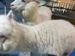 -上海大自然野生昆虫馆(东方明珠·爬宠昆虫探索中心)