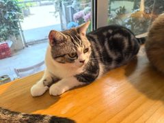 -李小姐の猫咖啡馆(五角场店)
