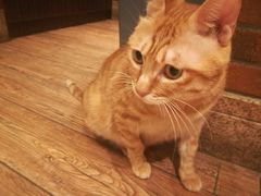 -more than meow吴止猫主题餐厅(承德 中船汇店)