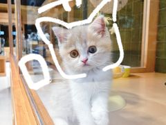 -帕帕拉兹宠物(亚洲旗舰店)