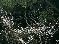 -草庵摩尼教遗址公园