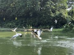 -广州长隆飞鸟乐园