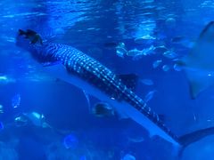 -烟台海昌鲸鲨海洋公园