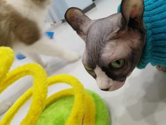 -糯米喵星人·撸猫猫舍咖啡馆(西市场嘉华店)