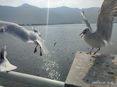 -海埂大坝