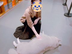 -爪吧宠物乐园·宠物泳池(温榆河示范区店)