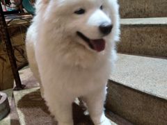 -more than meow吴止猫主题餐厅(承德 中船汇店)