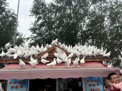 -天津妈祖文化园