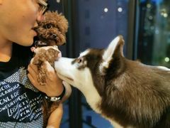 -Husky Go! 哈士奇体验馆·宠物咖啡厅狗咖