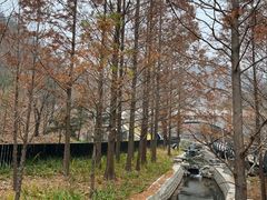 -白水寺森林公园