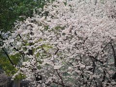 -新湖明珠城