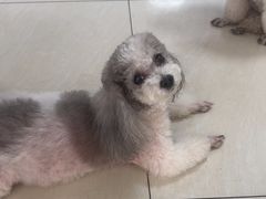 -美联众合动物医院·24h京西诊疗中心