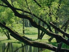 -上海共青森林公园