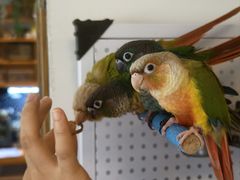 -吉丁鸟咖·异宠·寄养