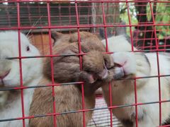 -青石桥花鸟鱼虫市场(叠翠城店)